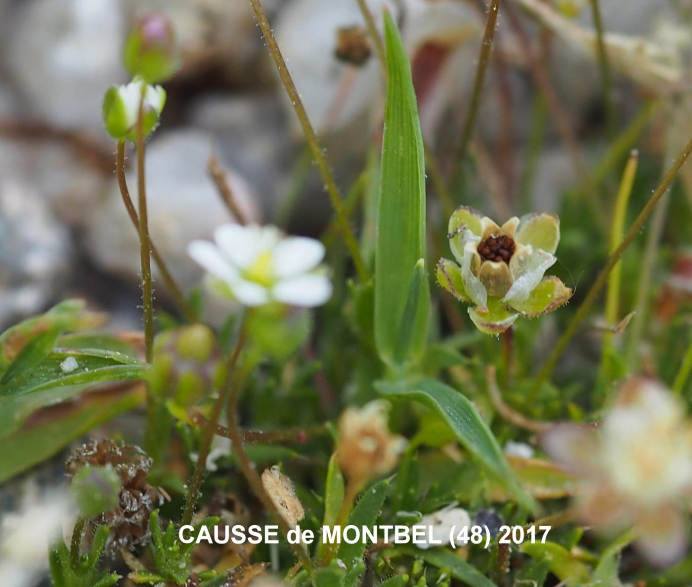 Pearlwort, Heath fruit